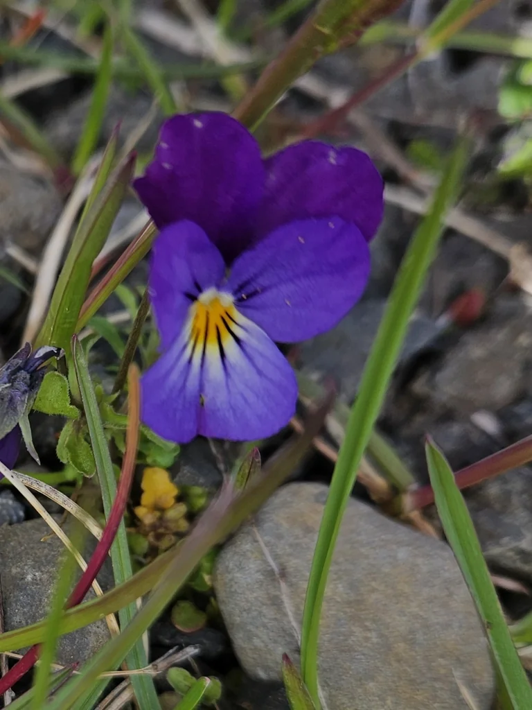 Viola Tricolor