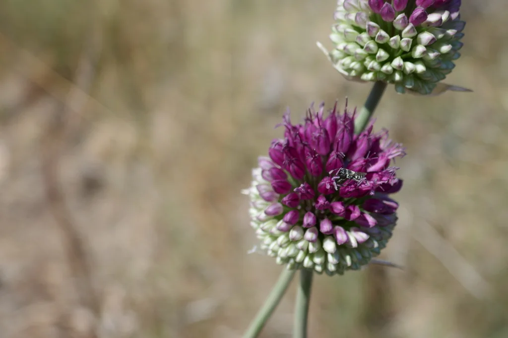 Allium Sphaerocephalon