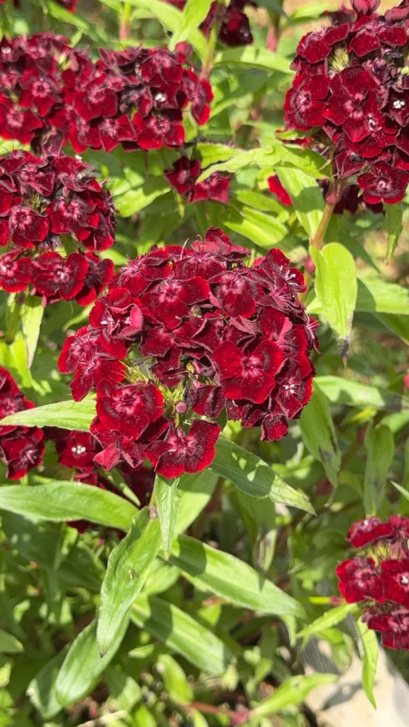 Dianthus Barbatus