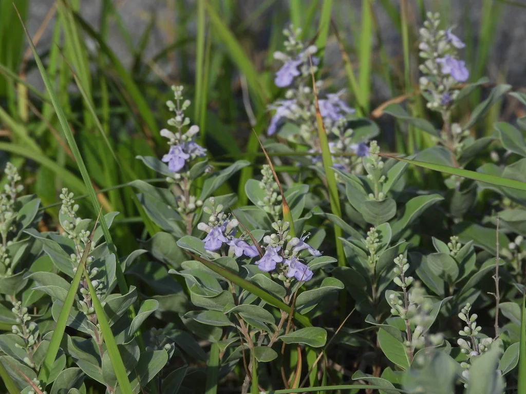 Vitex Rotundifolia
