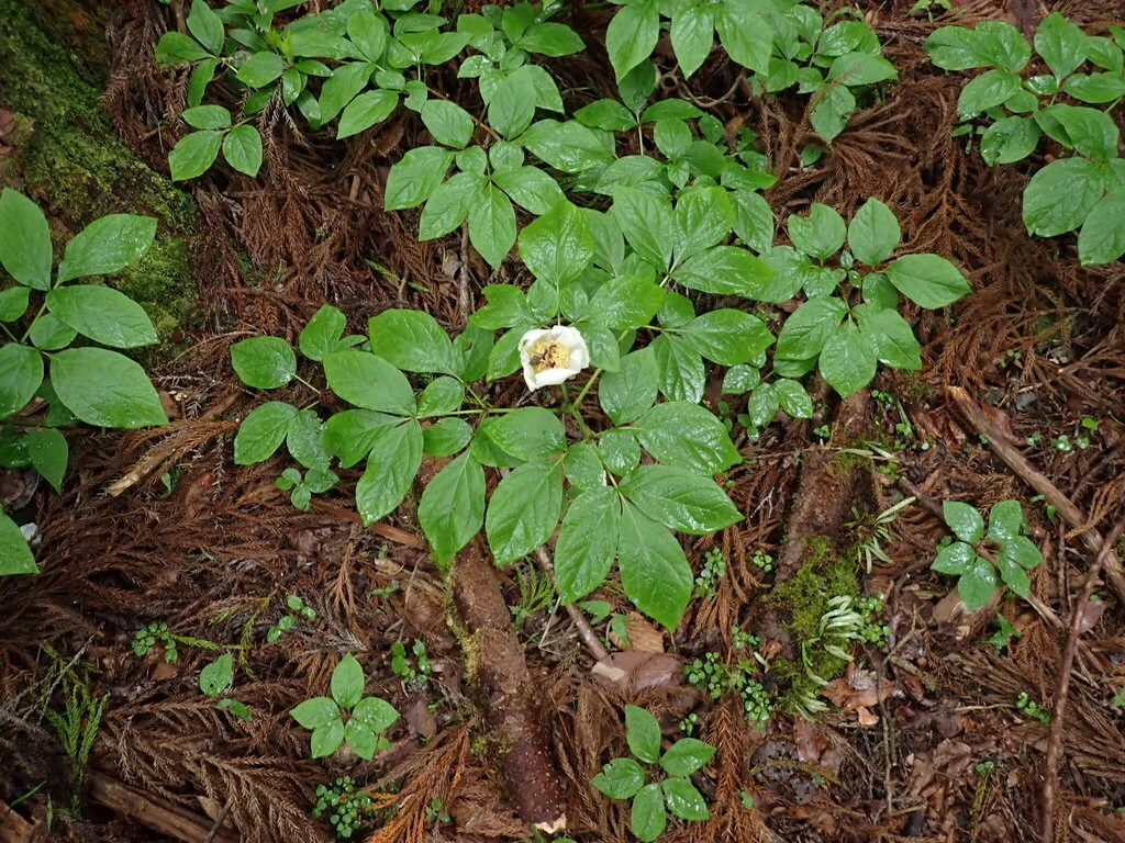 Paeonia Obovata