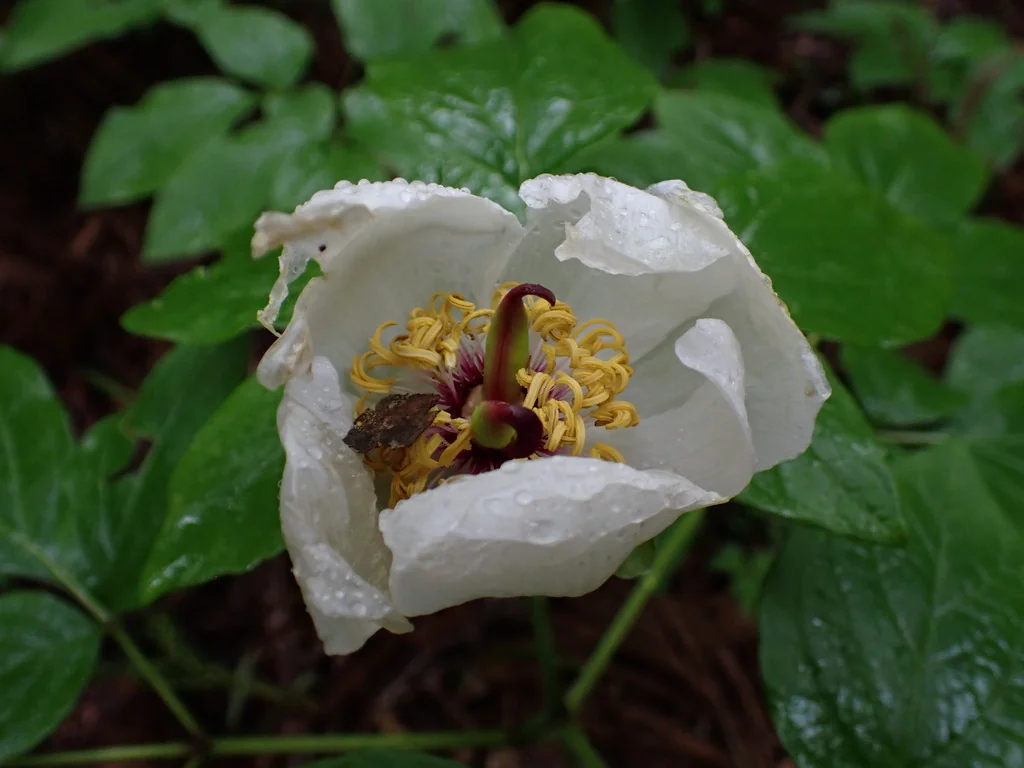 Paeonia Obovata