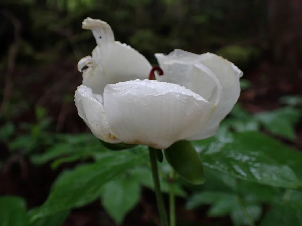 Paeonia Obovata