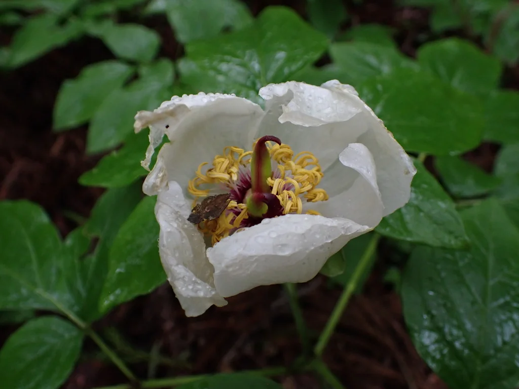 Paeonia Obovata