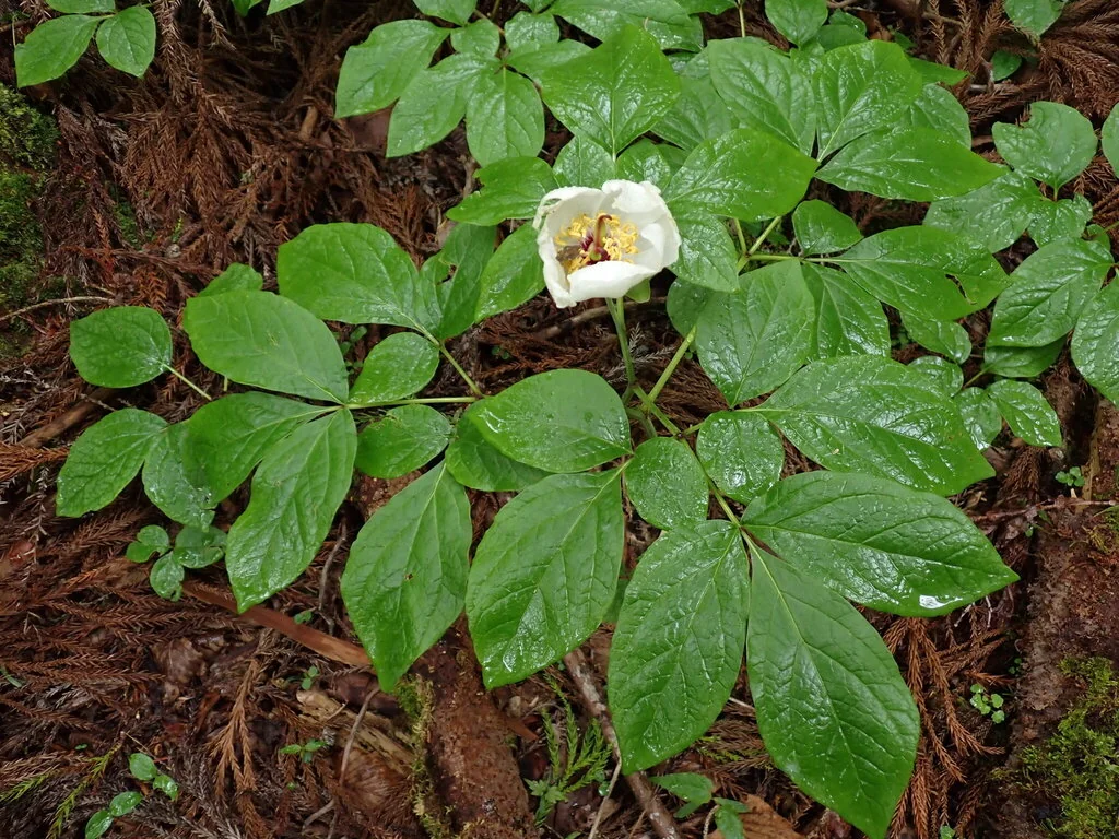 Paeonia Obovata