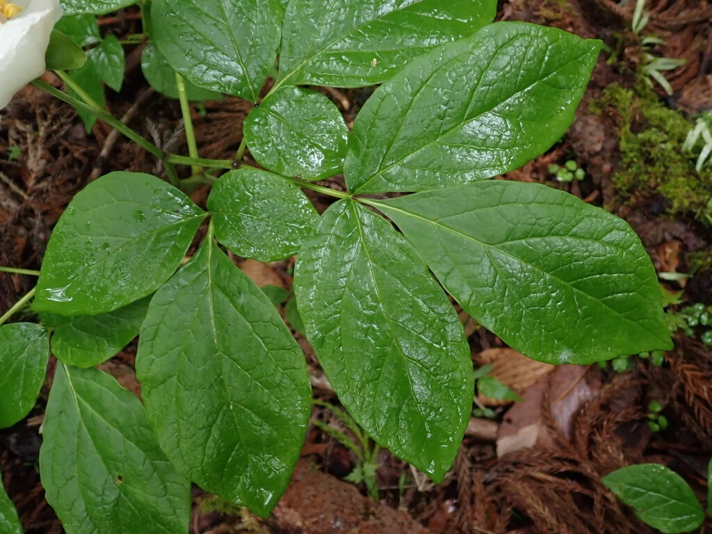 Paeonia Obovata