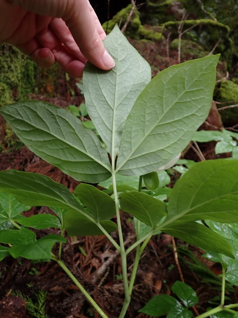 Paeonia Obovata