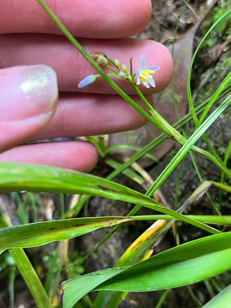 Dianella Ensifolia