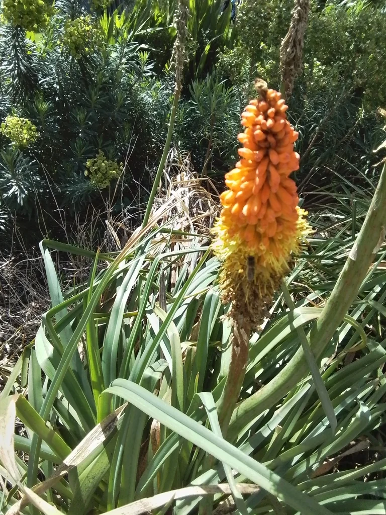 Kniphofia Uvaria