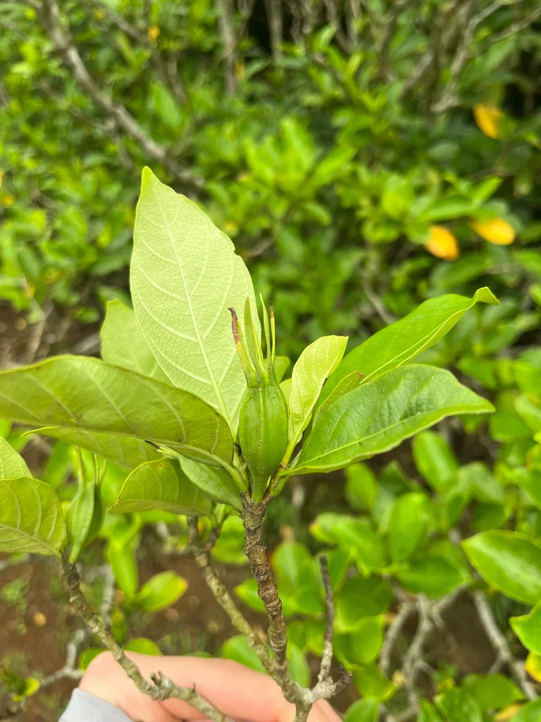 Gardenia Jasminoides
