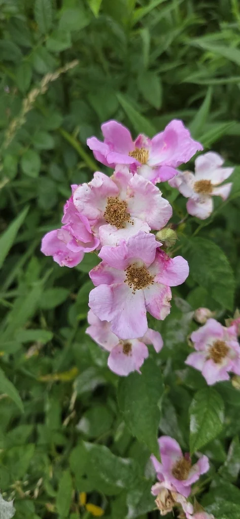 Rosa Setigera