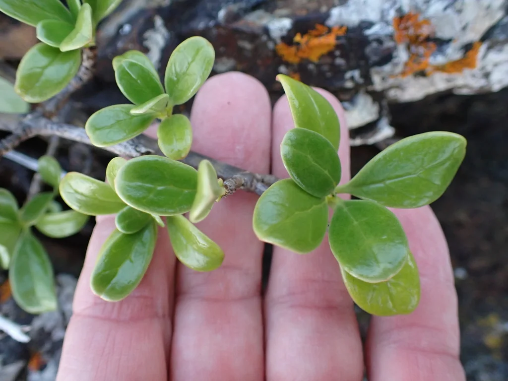 Coprosma repens
