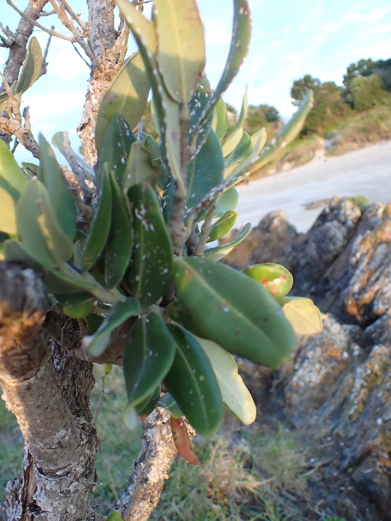 Metrosideros Excelsa