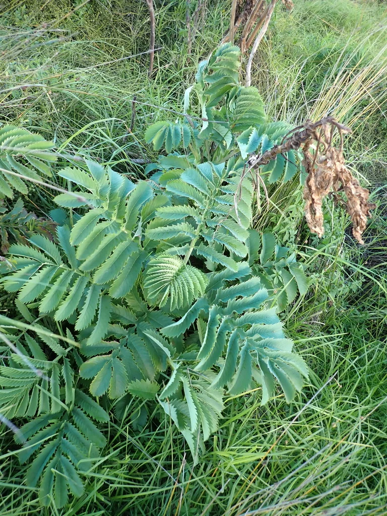 Melianthus Major