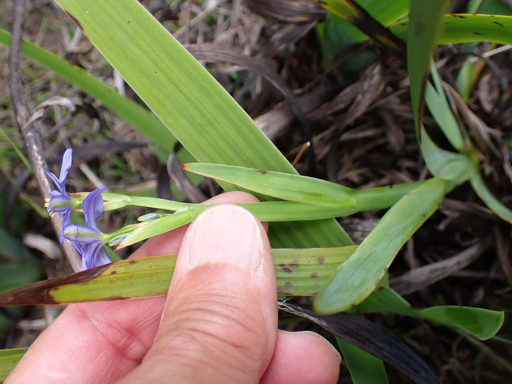 Aristea Ecklonii