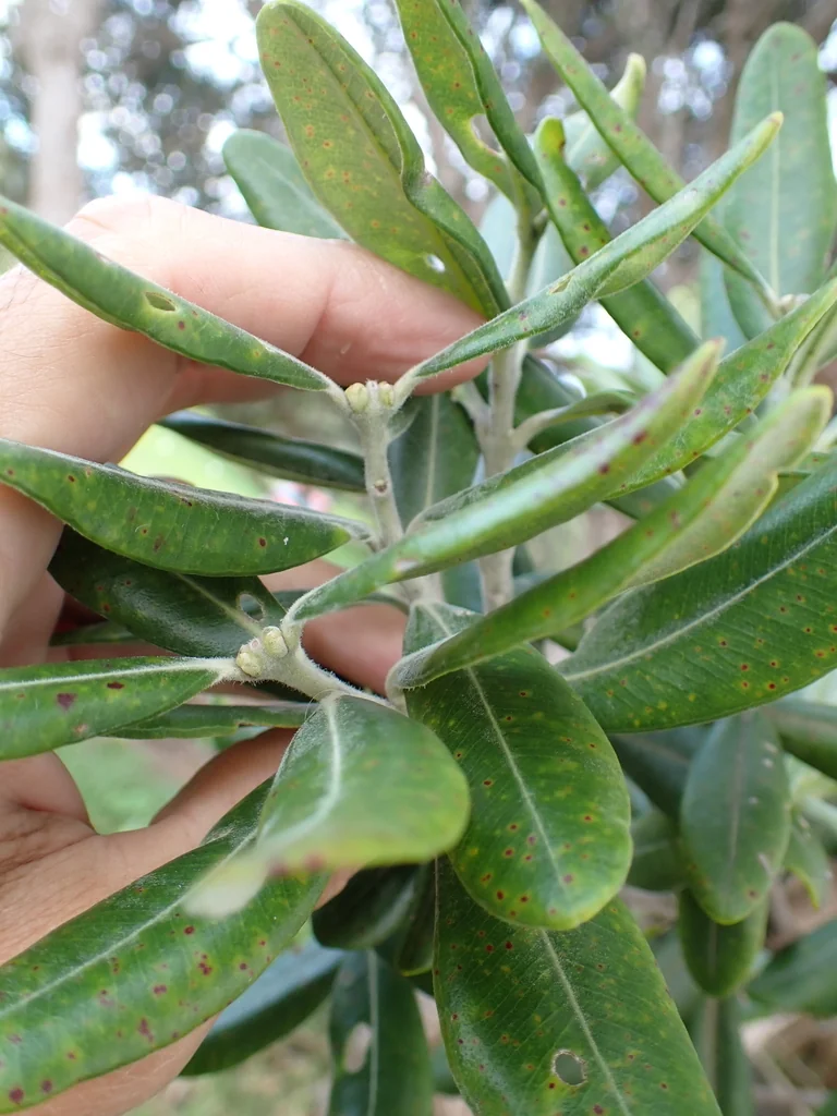 Metrosideros Excelsa