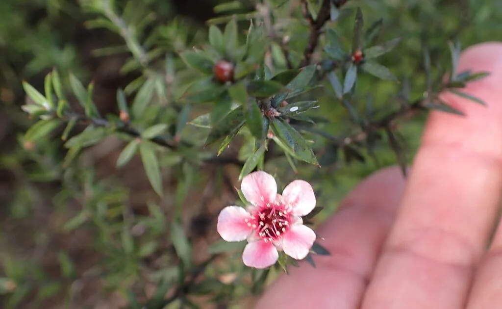 Leptospermum Scoparium