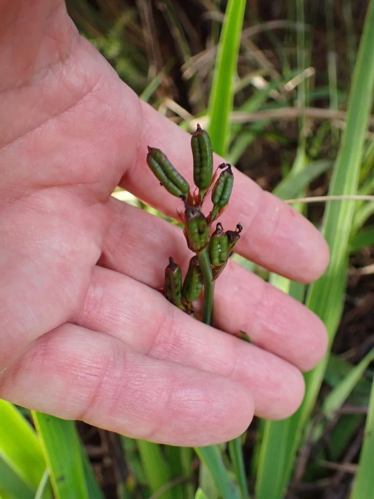 Aristea Ecklonii