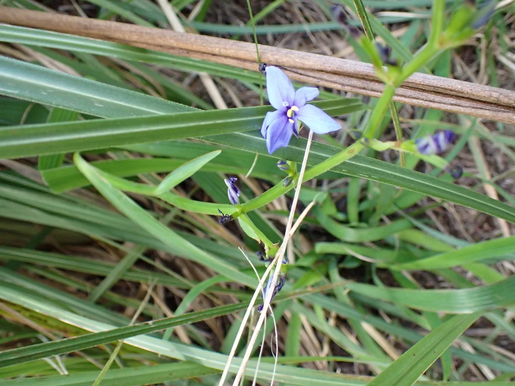 Aristea Ecklonii