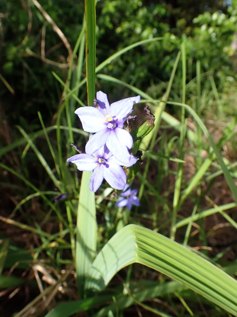 Aristea Ecklonii