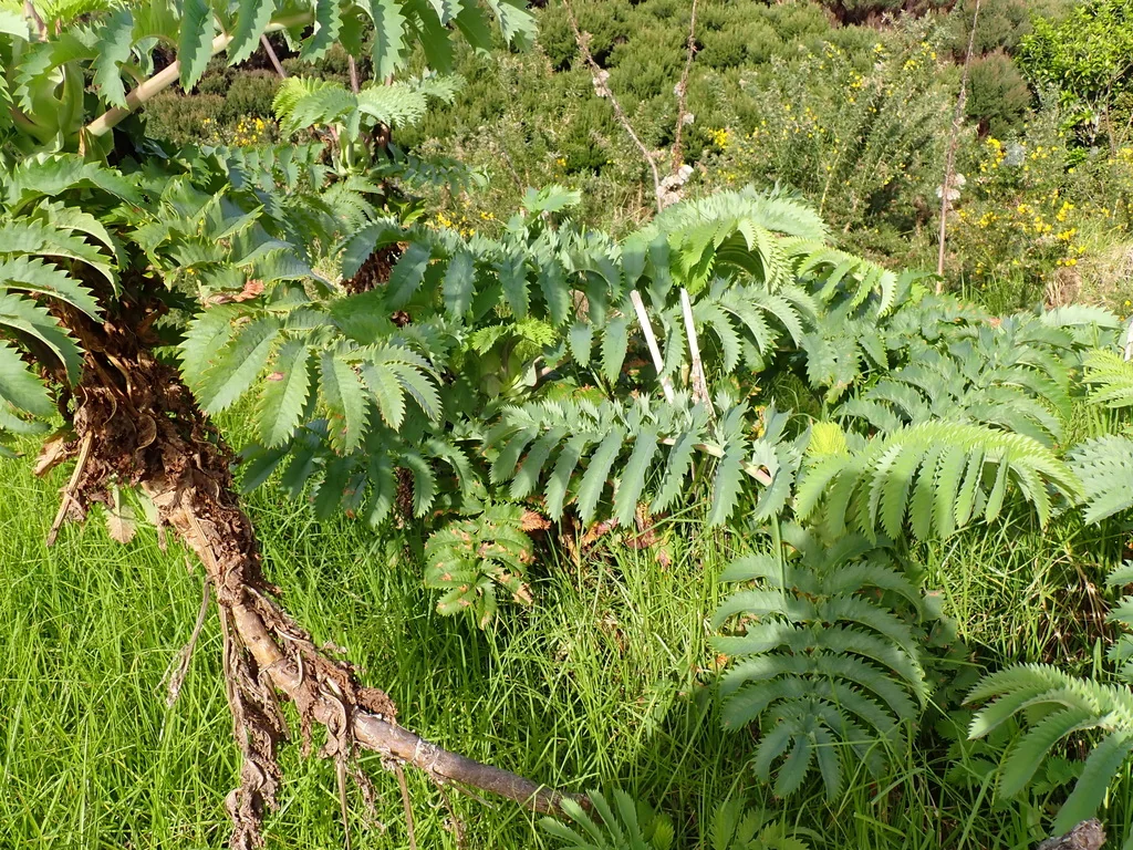 Melianthus Major