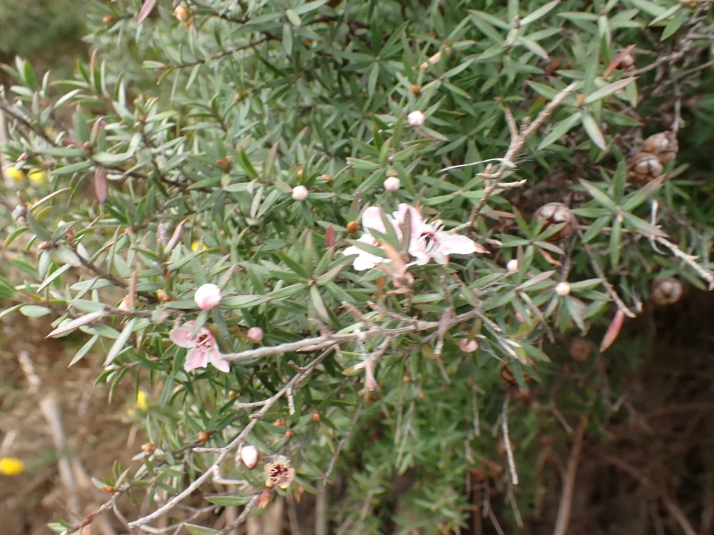 Leptospermum Scoparium