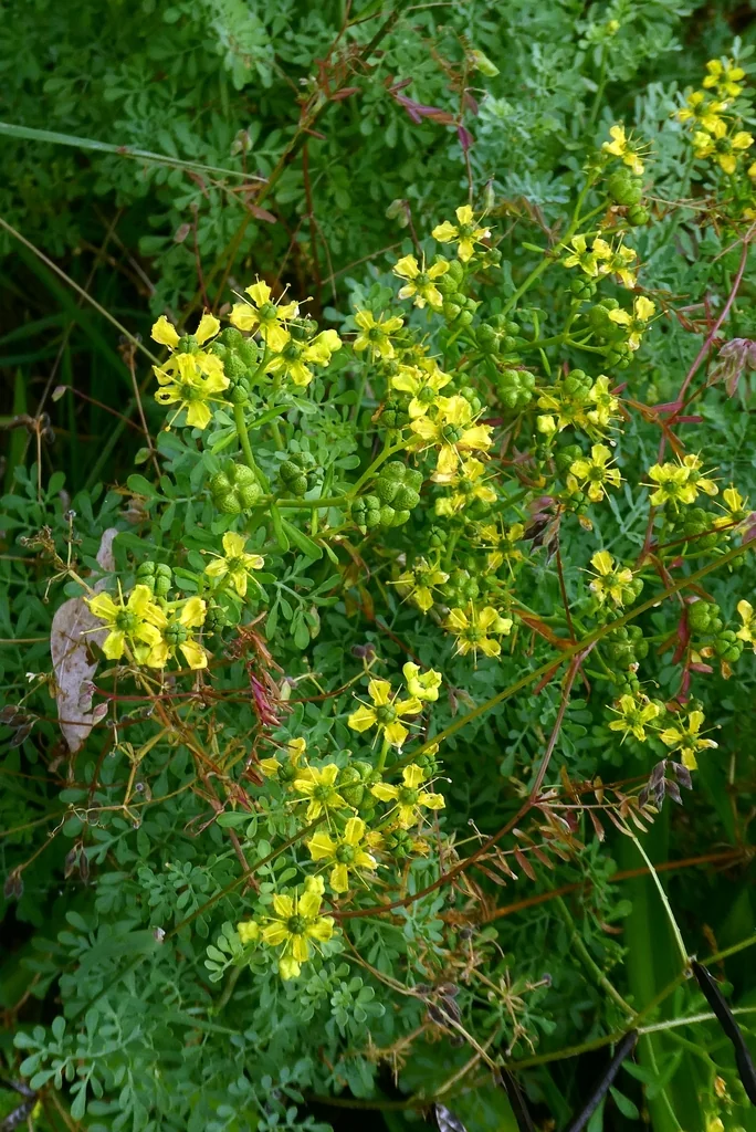 Ruta Graveolens