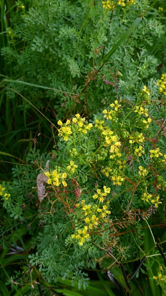 Ruta Graveolens