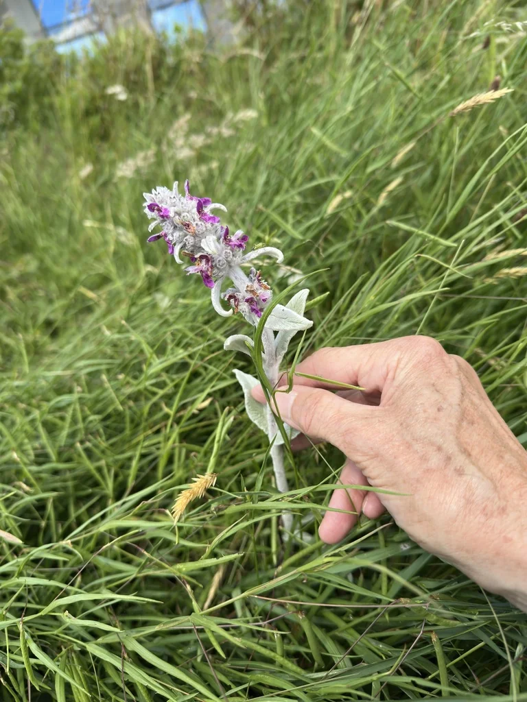 Stachys Byzantina