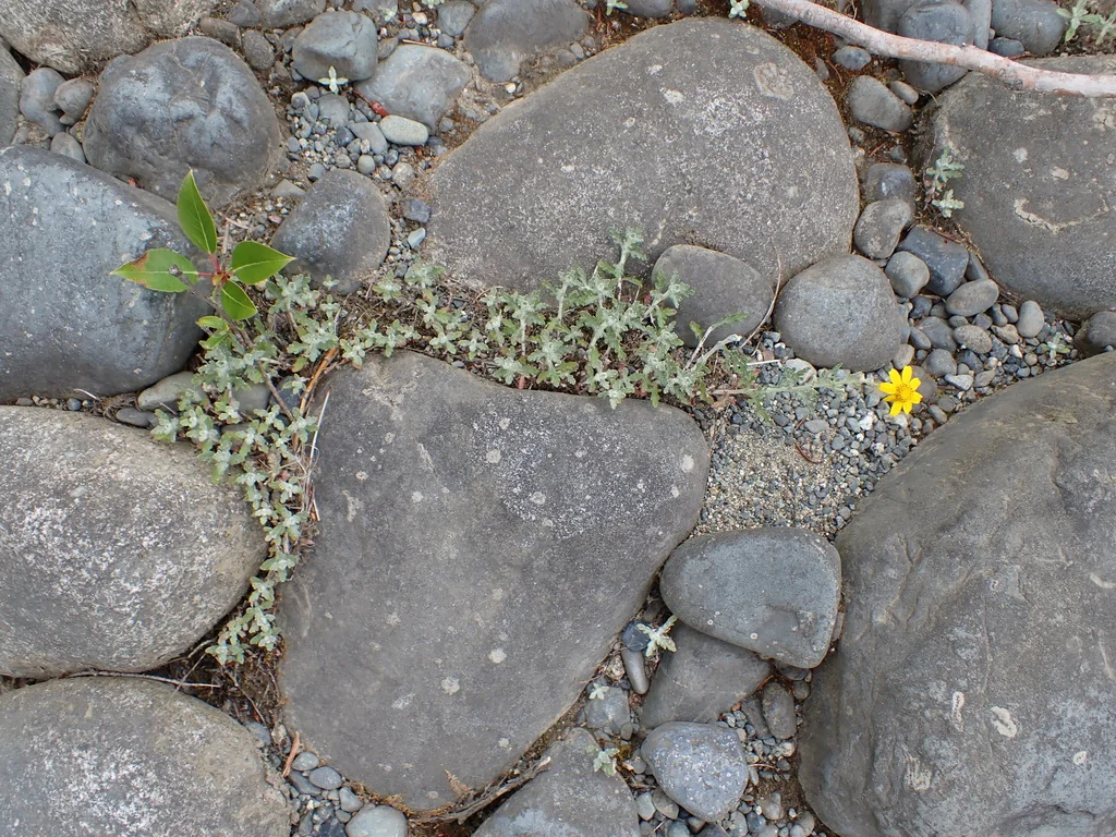 Eriophyllum Lanatum