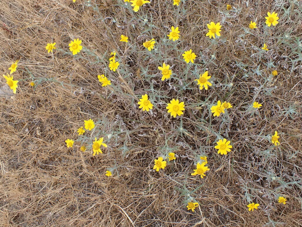 Eriophyllum Lanatum