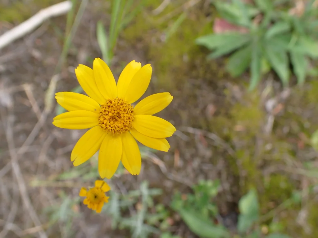 Eriophyllum Lanatum