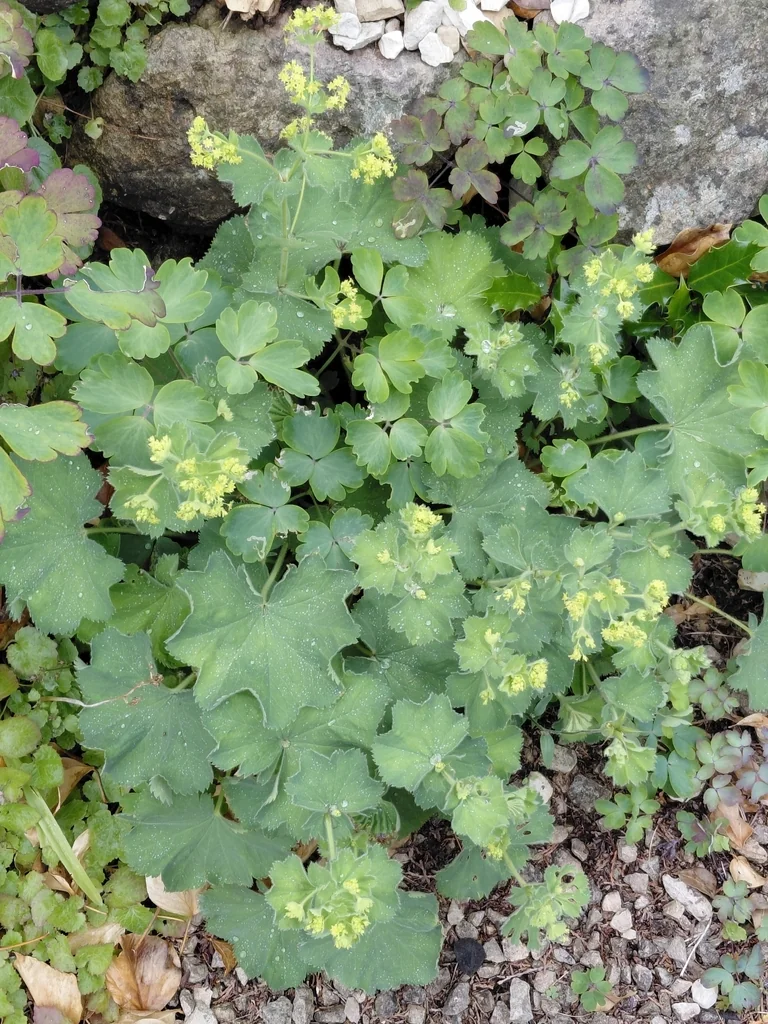 Alchemilla Mollis