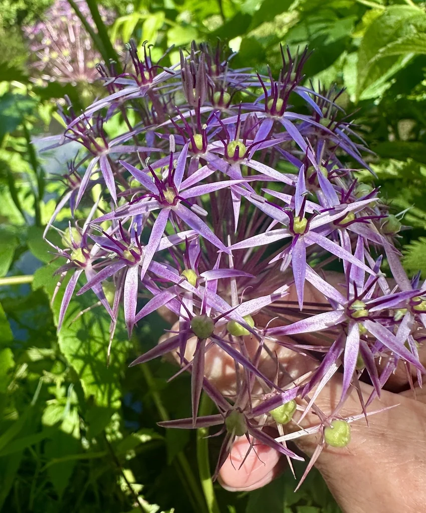 Allium Cristophii