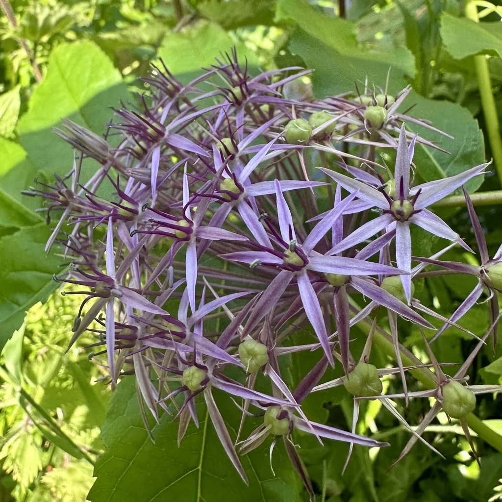 Allium Cristophii