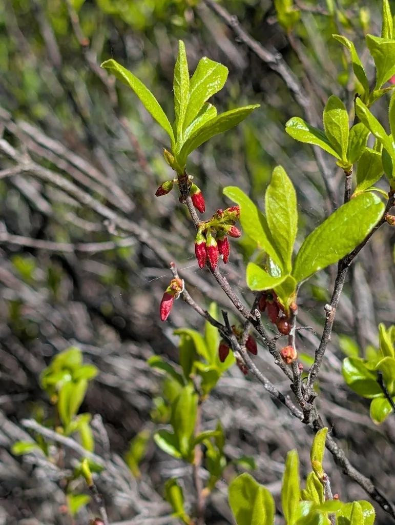 Gaylussacia Baccata