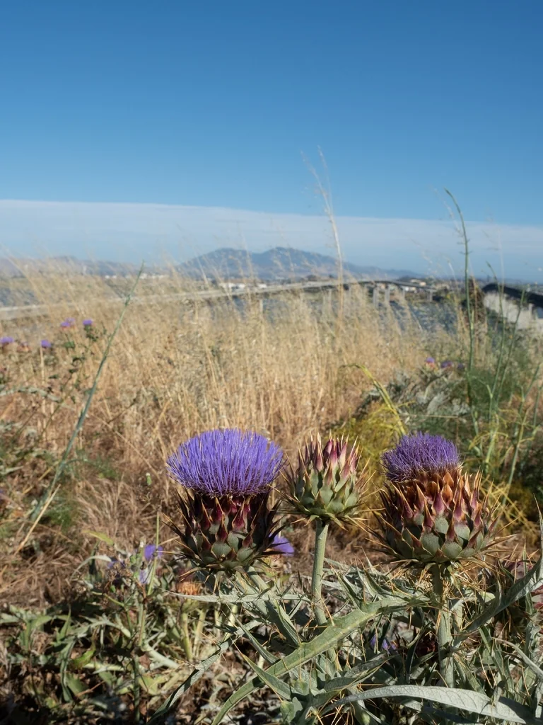 Cynara cardunculus