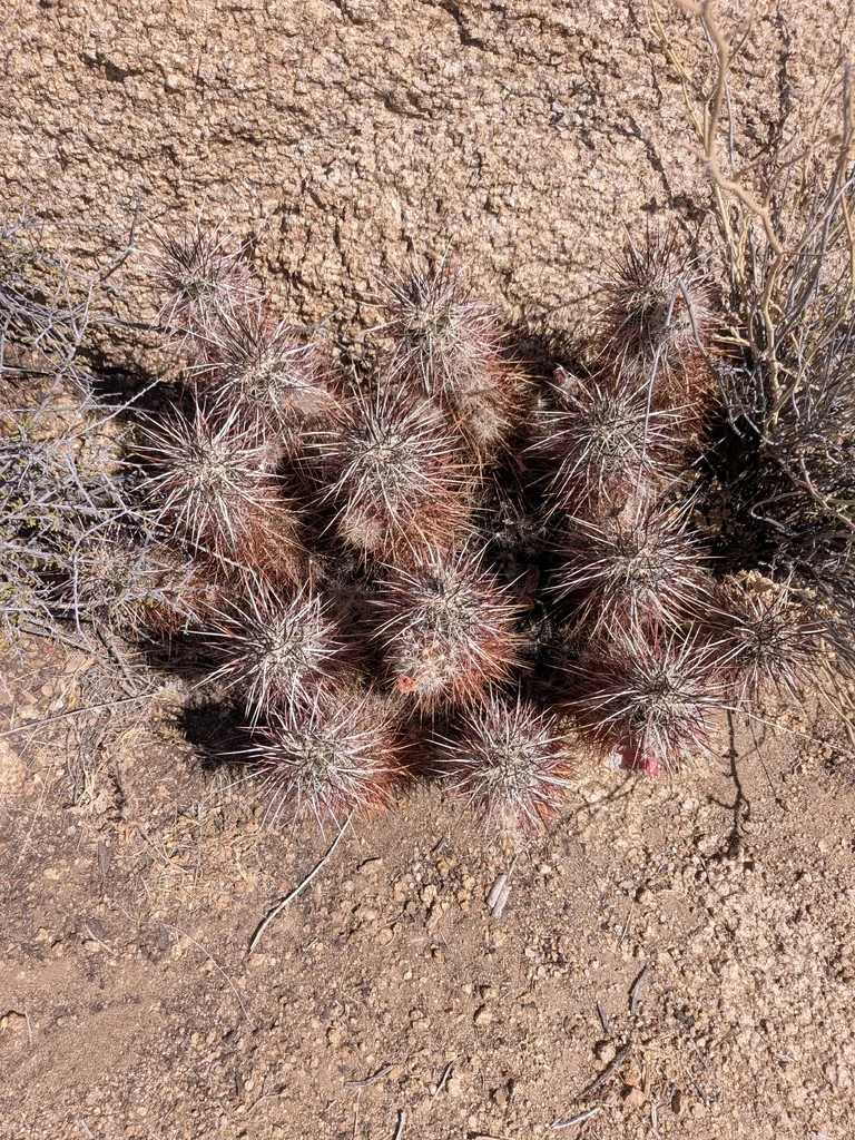 Echinocereus Engelmannii