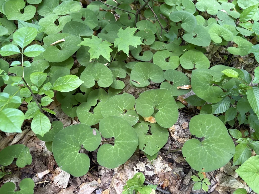 Asarum Canadense