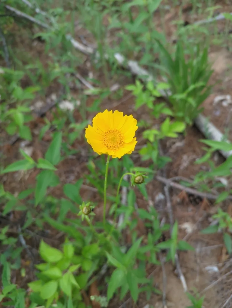 Coreopsis Lanceolata