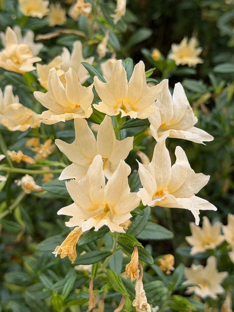 Diplacus Grandiflorus