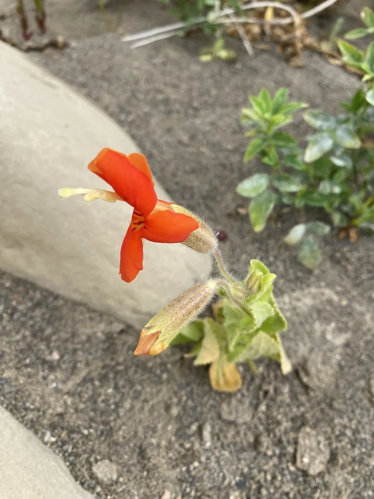 Mimulus Cardinalis