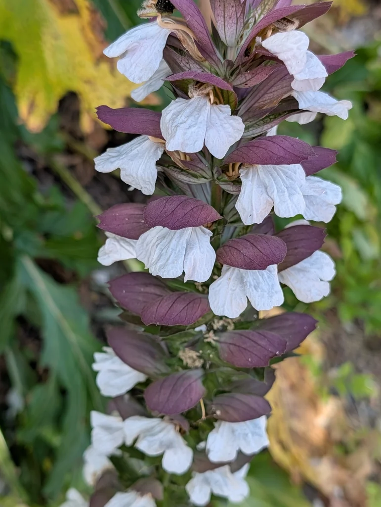 Acanthus Mollis