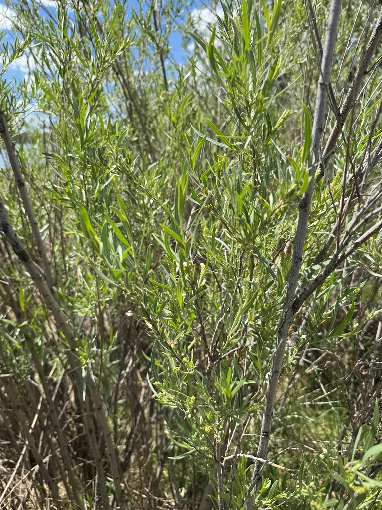 Salix Exigua