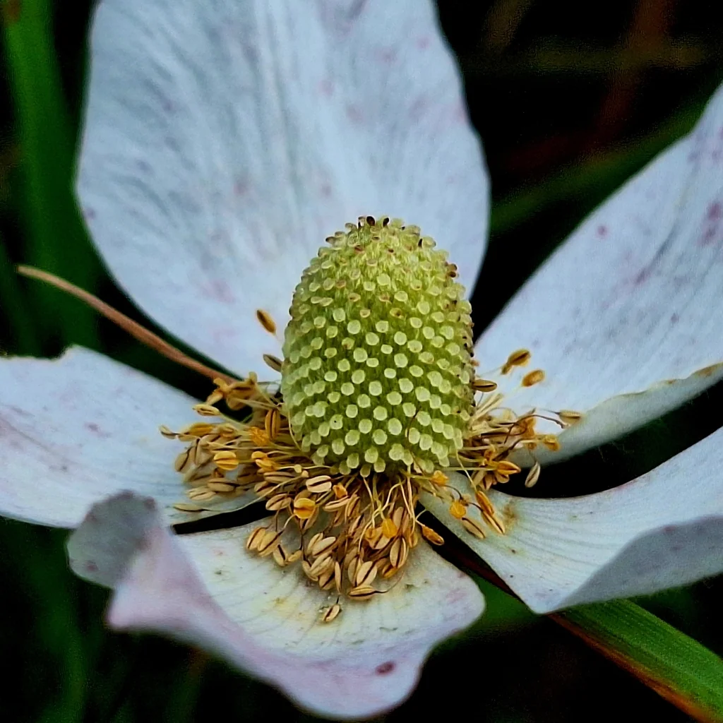 Anemone Sylvestris