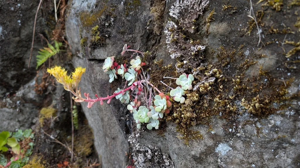 Sedum Spathulifolium