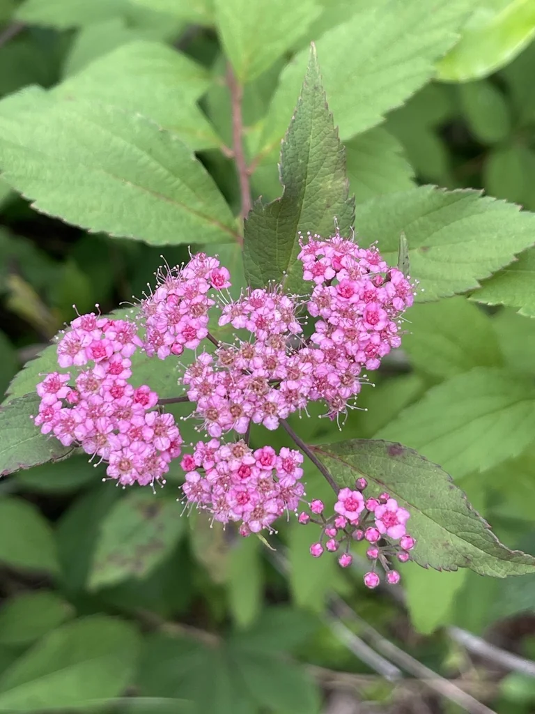 Spiraea japonica