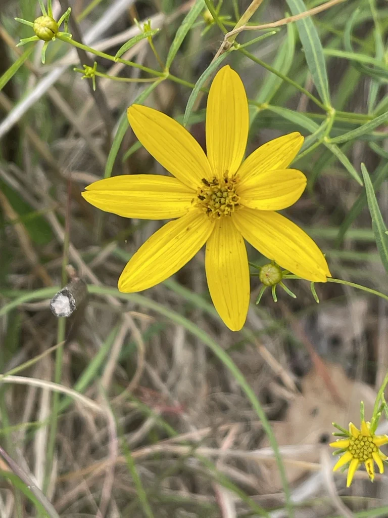 Coreopsis Lanceolata