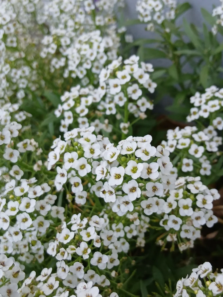 Lobularia maritima