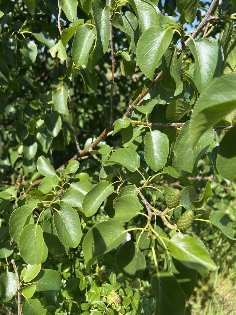 Alnus Cordata
